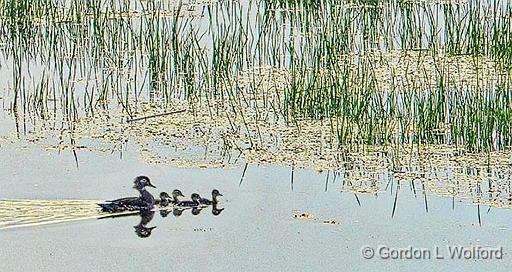 Wood Duck Family_P1140556.jpg - Wood Duck (Aix sponsa) photographed along the Rideau Canal Waterway near Smiths Falls, Ontario, Canada.